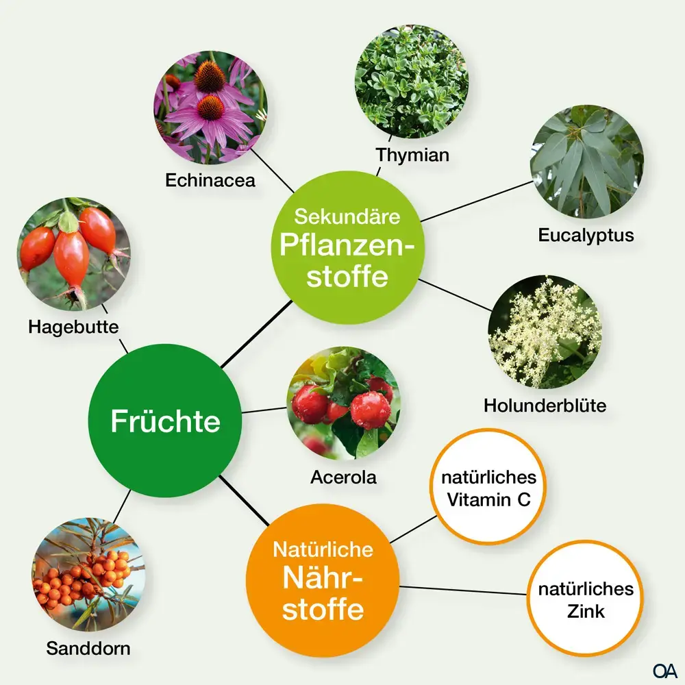 Bio Naturvital Florian Fitonic Echinacea Granatapfel Kräuter-Früchte-Elixier